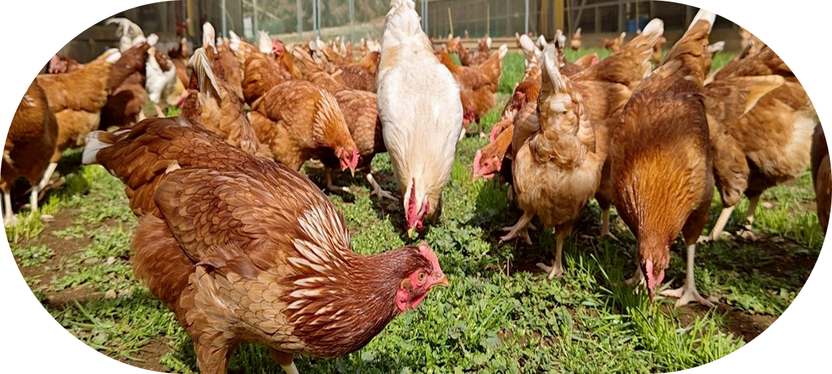 大仁瑞泉郷の写真